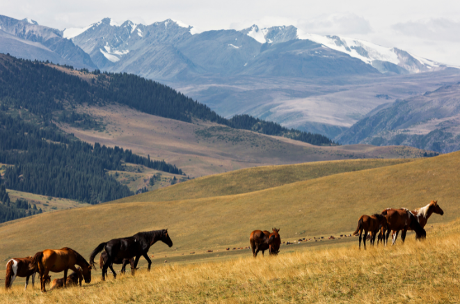 Zofia Teliga Mertens